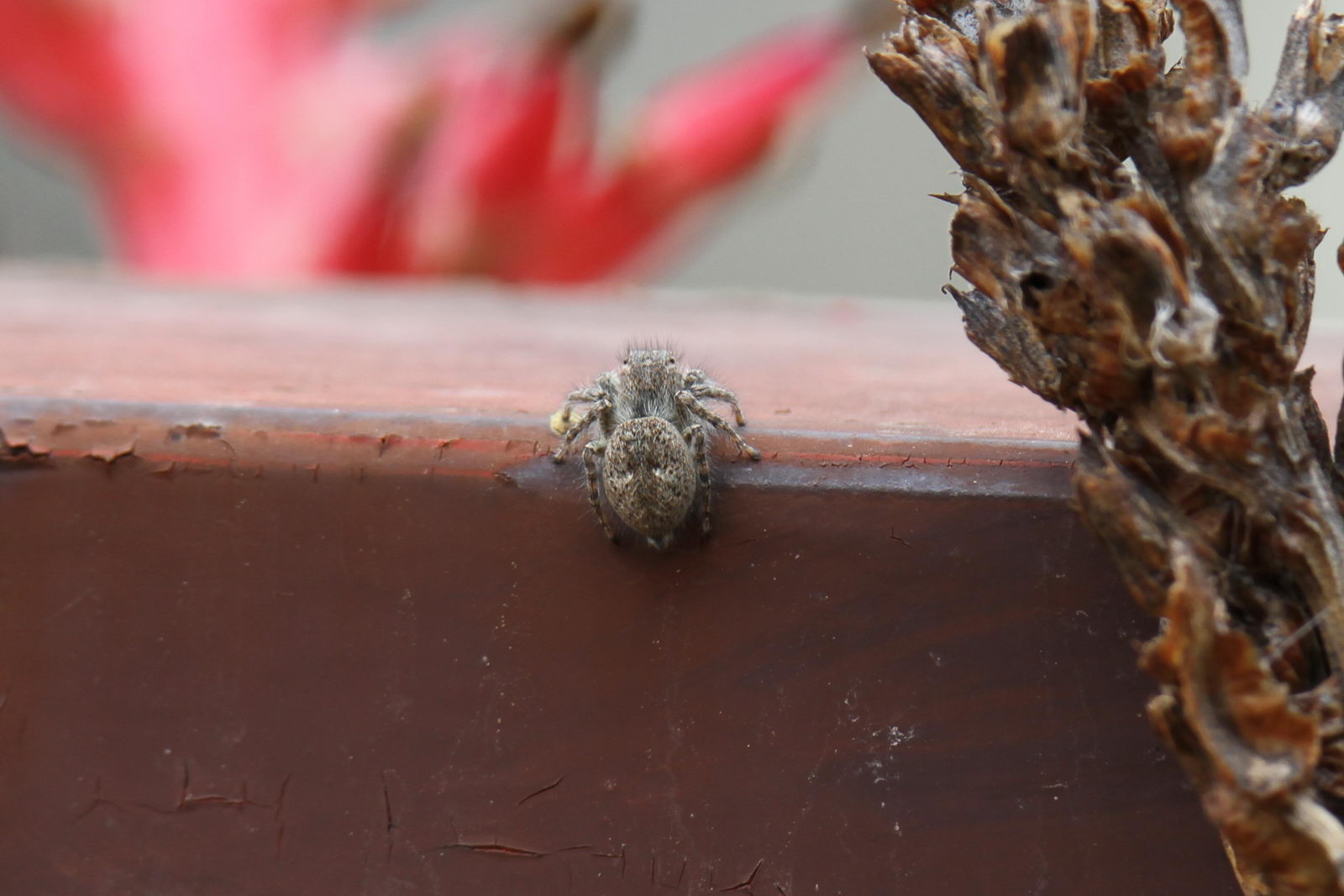 Philaeus chrysops - Arenzano (GE)